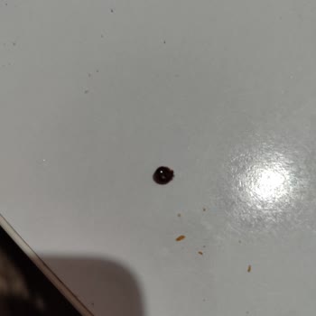 Güvenilir Markada Beklenmedik Böcek Şoku