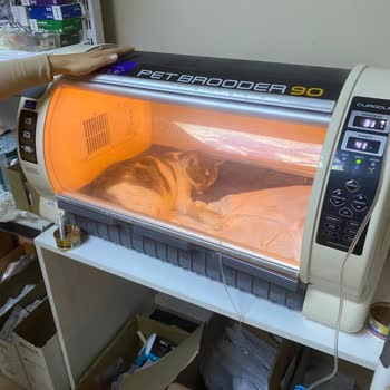 Veteriner Kliniğinin Para Hırsı Yüzünden Kaybedilen Can