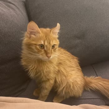 Veteriner Kliniğinin Para Hırsı Yüzünden Kaybedilen Can