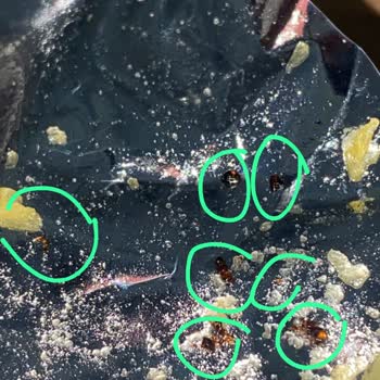 Ruffles Cips Paketinden Karınca Çıkması Şoku