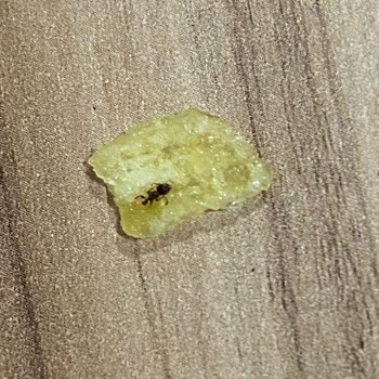 Ruffles Cips Paketinden Karınca Çıkması Şoku