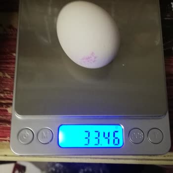 YIL-PA Yumurta Gramaj Eksikliği Ve Peynirci Baba'ya Güvensizlik