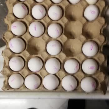 YIL-PA Yumurta Gramaj Eksikliği Ve Peynirci Baba'ya Güvensizlik