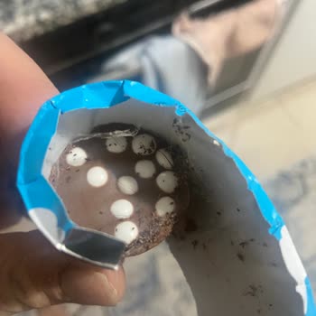 Küflü Çikolata Skandalı: Çocuklarımızın Sağlığı Tehlikede!