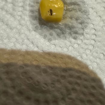 Mısır Konservesinde Böcek Şoku