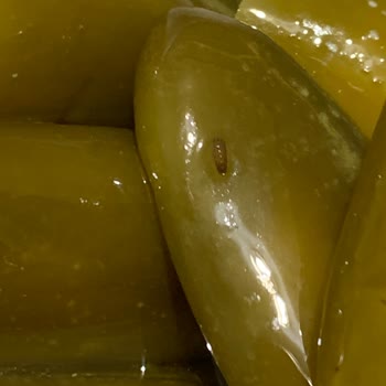 Peynir Dolgulu Jalapeno'da Şok Edici Kurt Vakası!