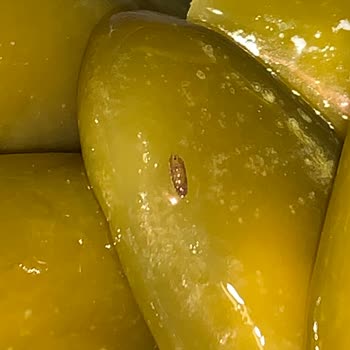 Peynir Dolgulu Jalapeno'da Şok Edici Kurt Vakası!