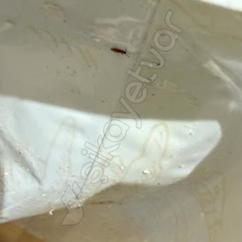 Migros'ta Satın Alınan Mısır Ürününde Böcek Problemi