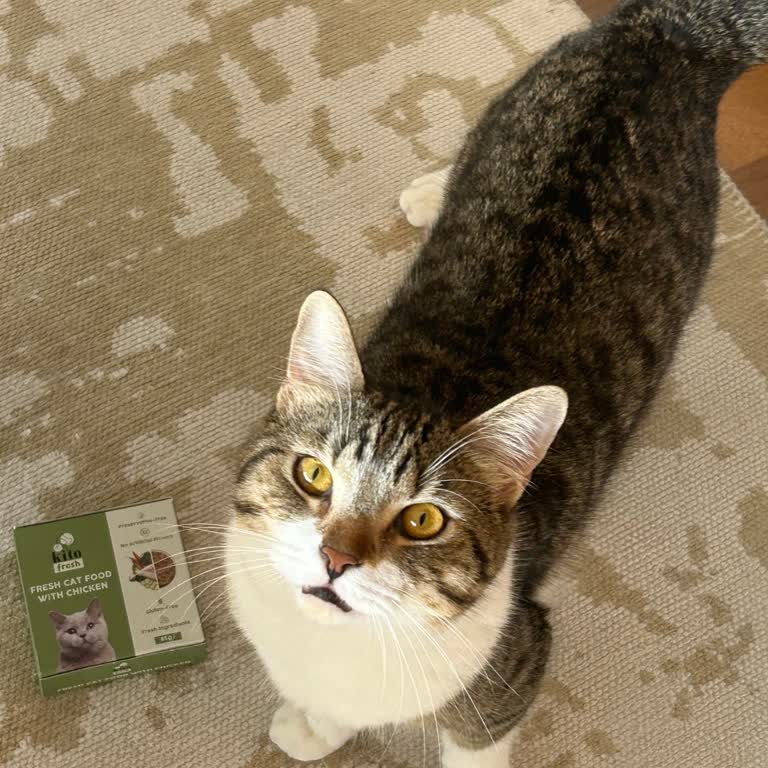 Kito Pet Food Mama Puan Kullanım Sorunu