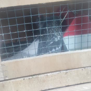 Munich Vet Kuşumuzu Kurtaramayan Ürünler Ve Sansürlenen Yorumlar