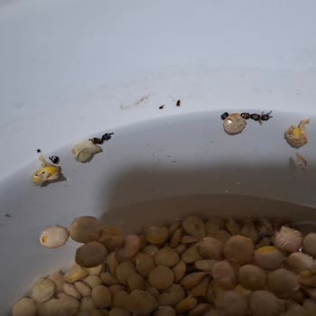 Migros'tan Aldığım Mercimeklerde Böcek Sürprizi