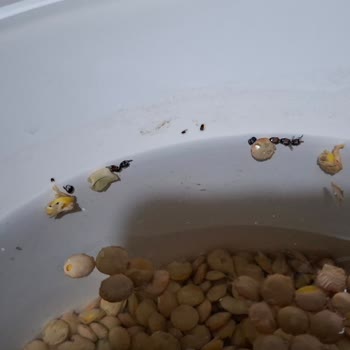 Migros'tan Aldığım Mercimeklerde Böcek Sürprizi