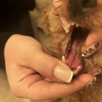 Çağrı Pet Kuaför Mersin'de Şok Edici Deneyim