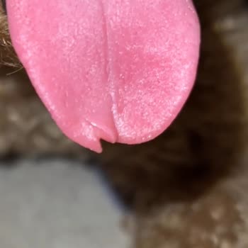 Çağrı Pet Kuaför Mersin'de Şok Edici Deneyim