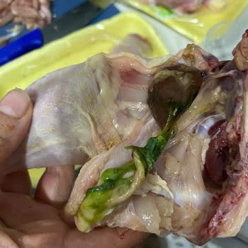Anpa Gros'tan Alınan Etlerin Kalitesi Hayal Kırıklığı Yarattı