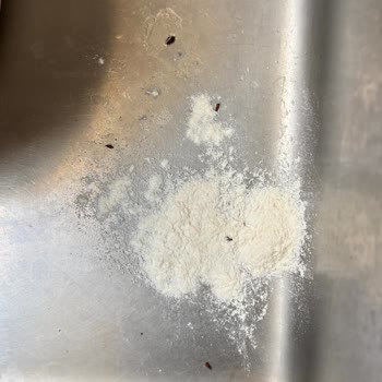 Paket Unlarda Böcek Bulma Sorunu