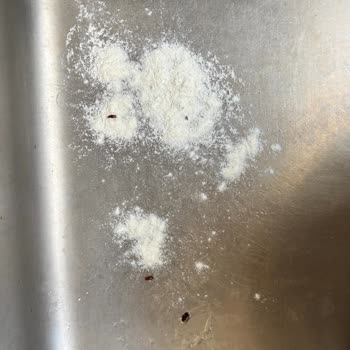 Paket Unlarda Böcek Bulma Sorunu