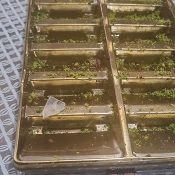 Kuruyemişte Plastik Parçası: Çocuğumun Sağlığı Tehlikede