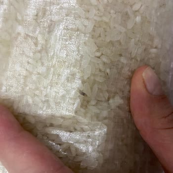 Bantat Pirinçte Kurt Ve Kelebek Şoku