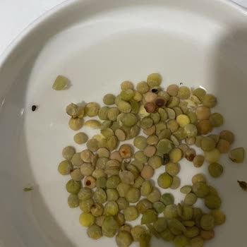 Yeşil Mercimek Alışverişimde Kurtlanma Sorunu
