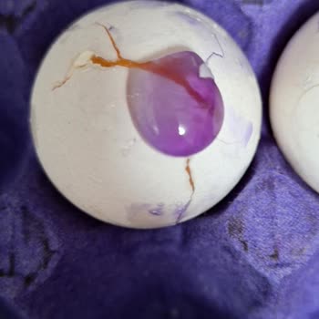 Kırık Ve Bozulmuş Yumurtalarla Karşılaşma