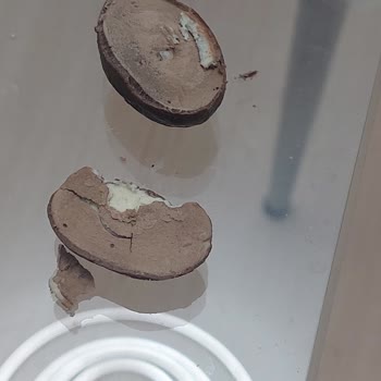 Bayat Çikolata Hayal Kırıklığı