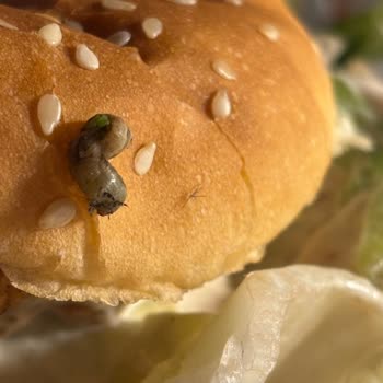 KFC Antalya'da Hijyen Sorunu