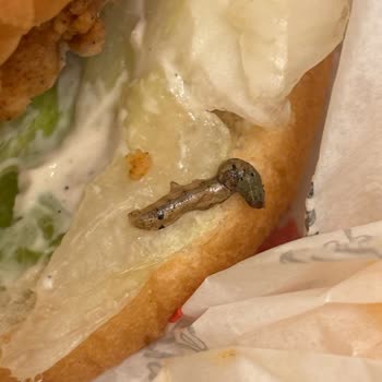 KFC Antalya'da Hijyen Sorunu