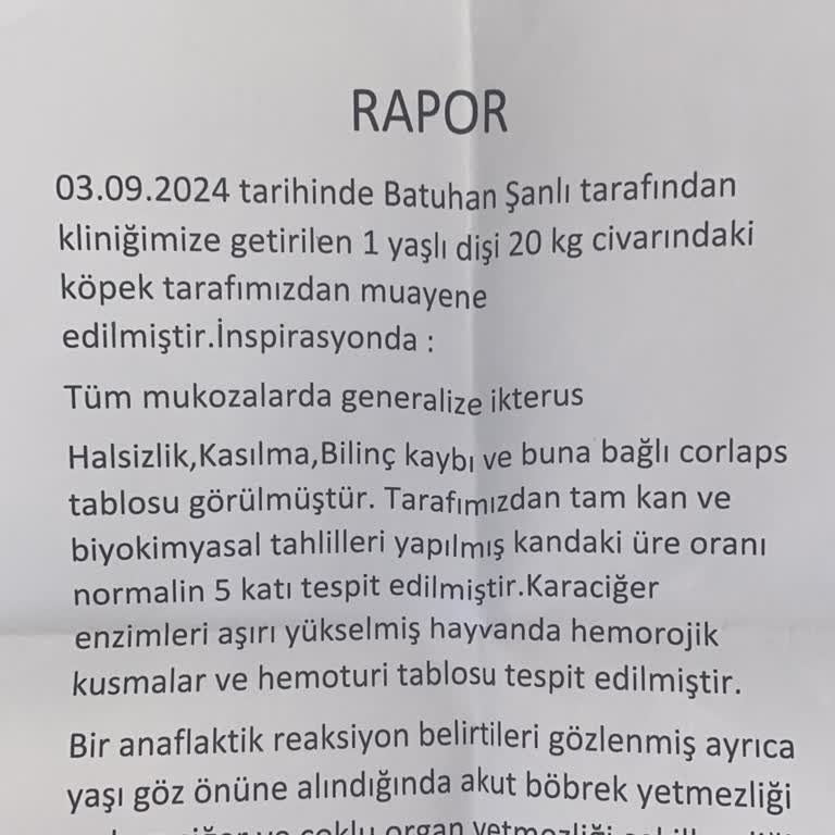 Yanlış Tedavi Sonucu Köpeğimin Kaybı