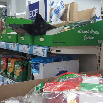 Market İçinde Hijyen Skandalı: Ürünlerin Üzerinde Kedi