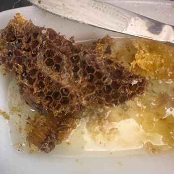 Güve Larvalı Bal Ve İlgisiz Satıcı