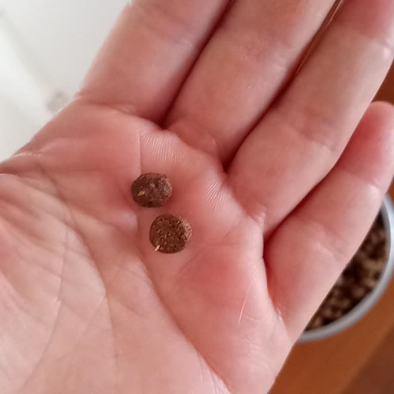 Kediler İçin Alınan Mama Hayal Kırıklığı Yarattı