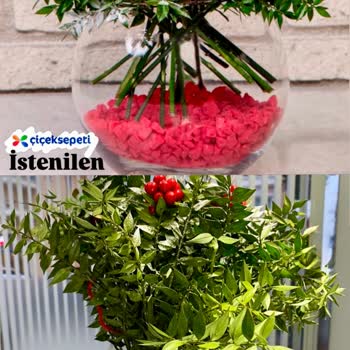 Yanlış Ürün Gönderimi Ve Telafi Eksikliği