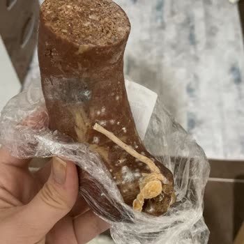 Küflü Ürünler Ve Sağlık Riski