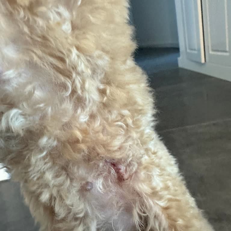 Reypet Styling Köpeğimin Yaralanmasına Sebep Olan Tıraş Ve İlgisizlik!