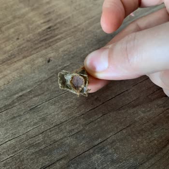 Kuru Mama İçinden Çıkan Yabancı Cisimler Ve İlgisiz Müşteri Hizmetleri