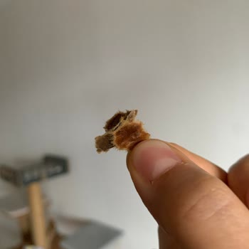 Kuru Mama İçinden Çıkan Yabancı Cisimler Ve İlgisiz Müşteri Hizmetleri