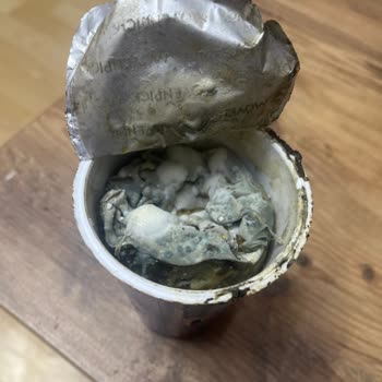 Mövenpick Caffe Freddo Ürün Küf Dolu