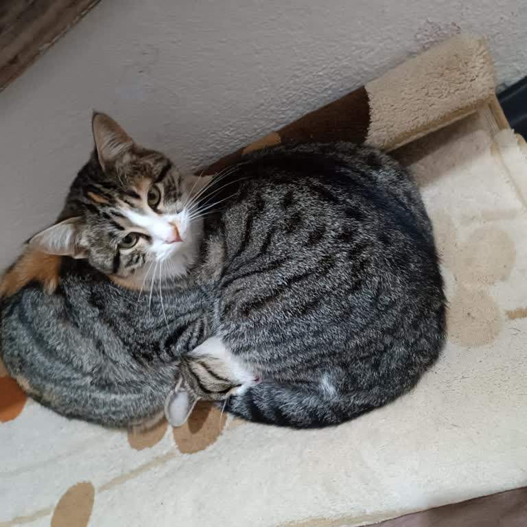 Sokak Kedilerine Mama Yardımı Talebi