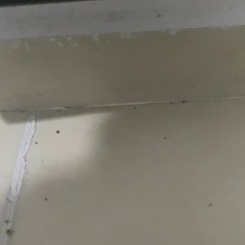 Bosch Süpürge Performans Sorunları