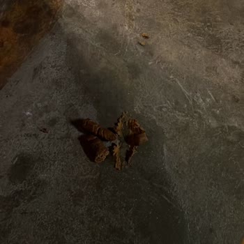 Otoparkta Hijyen Sorunu Ve İlgisiz Yönetim