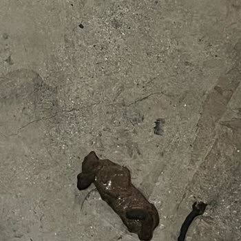 Otoparkta Hijyen Sorunu Ve İlgisiz Yönetim