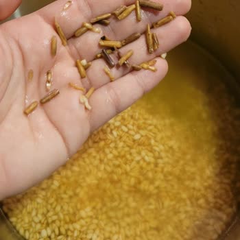 A101 Yöremce Aşurelik Buğdayın İçinden Dallar Çıktı