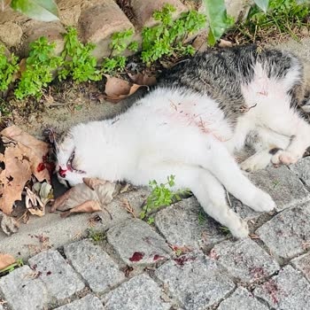 Sancaktepe Belediyesi'nin Sokak Hayvanlarına Çifte Standardı