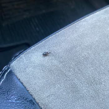 Nescafe Xpress Vanilya'da Sürekli Sinek Problemi