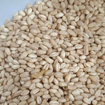 Metro Großhandel liefert ungenießbare Ware mit gravierenden Qualitätsmängeln