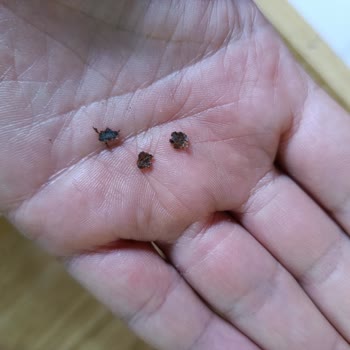 Karaca Kahvesinde Yabancı Madde Şoku