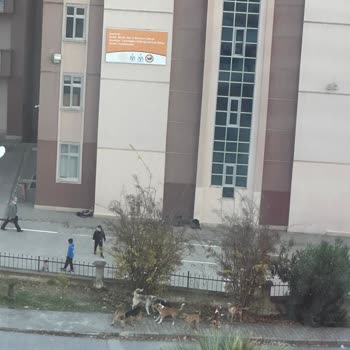 Site İçinde Köpeklerden Dolayı Çocuklar Okula Gidemiyor