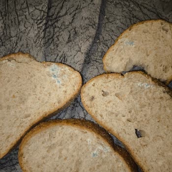 Migros'tan Alınan Ekmeğin Küflü Çıkması Ve Kalite Kontrol Eksikliği