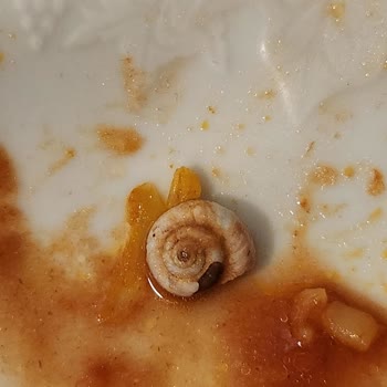 BİM'den Aldığım Konservenin İçinden Salyangoz Çıktı!